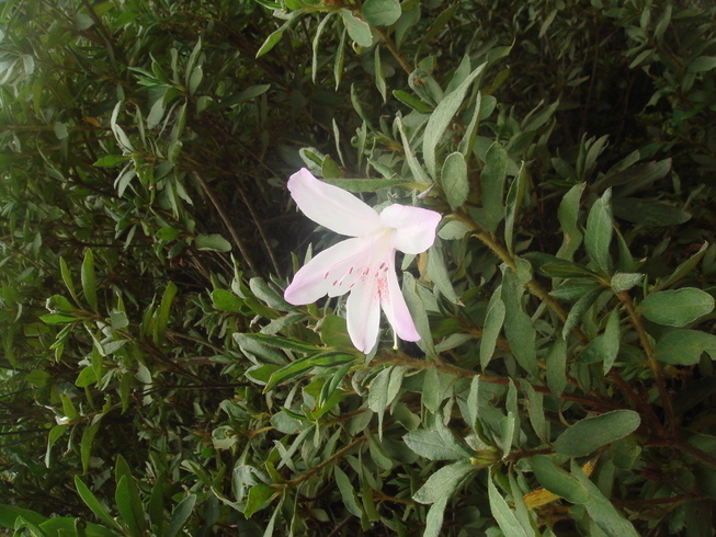 �{���Č����L