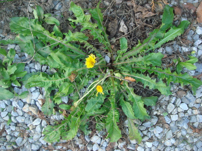 �{���Č����L