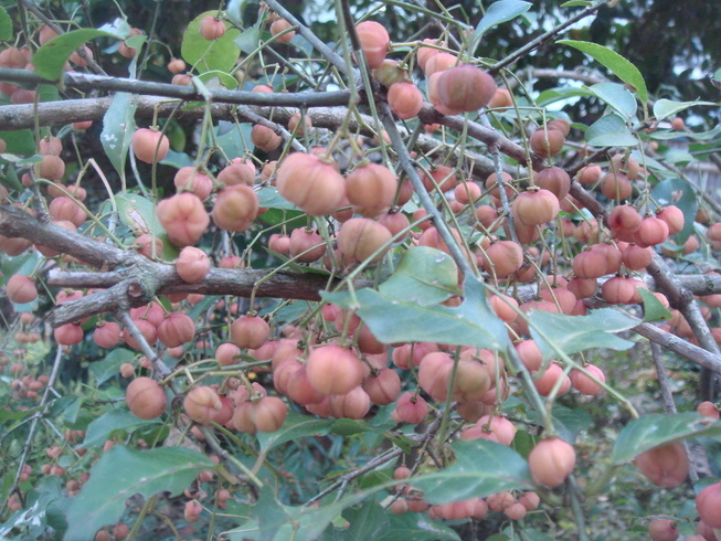 �{���Č����L