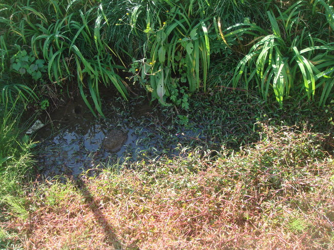 �{���Č����L