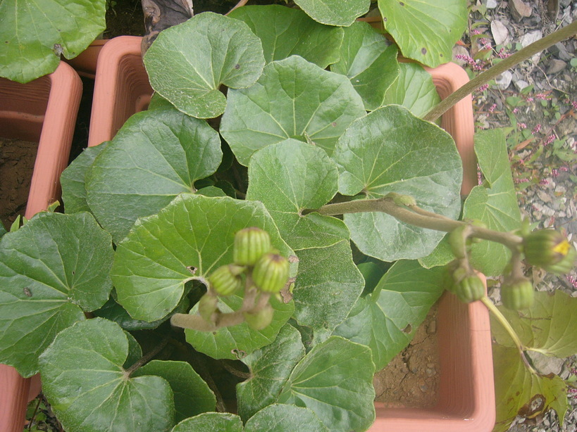 �{���Č����L