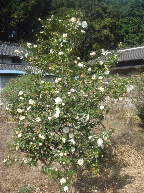 �{���Č����L