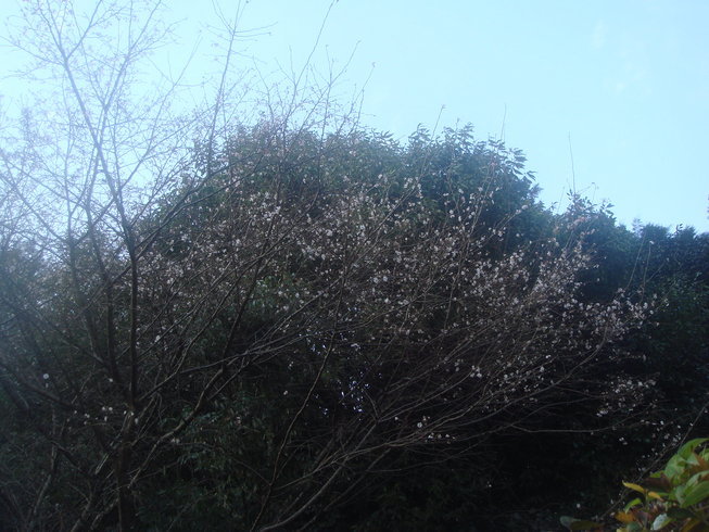 �{���Č����L