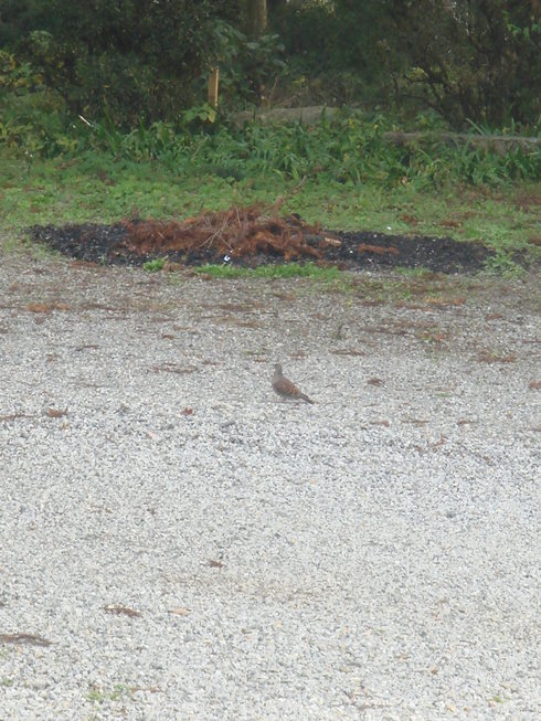 �{���Č����L