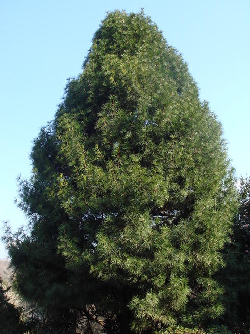 �{���Č����L