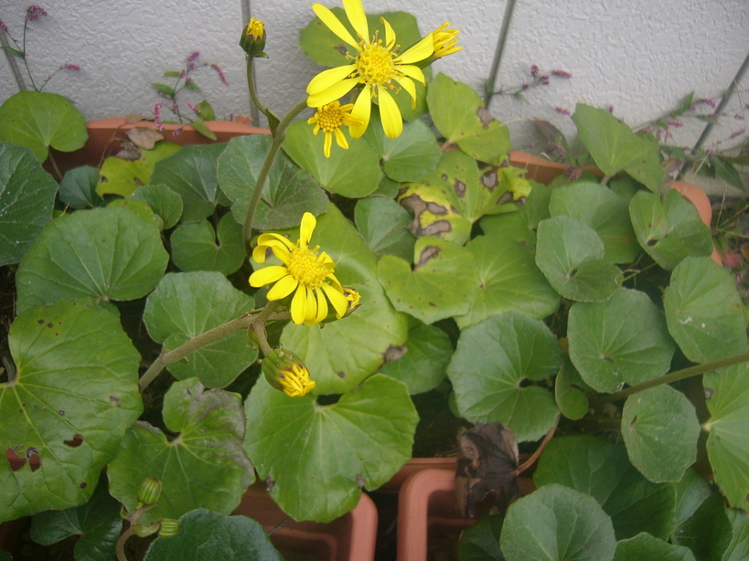 �{���Č����L