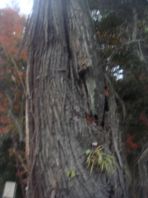 �{���Č����L