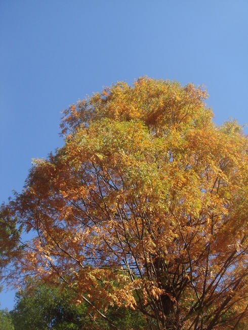 �{���Č����L