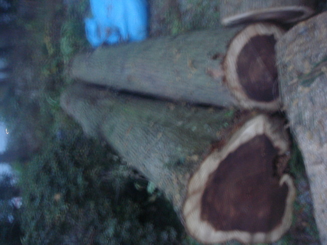 �{���Č����L