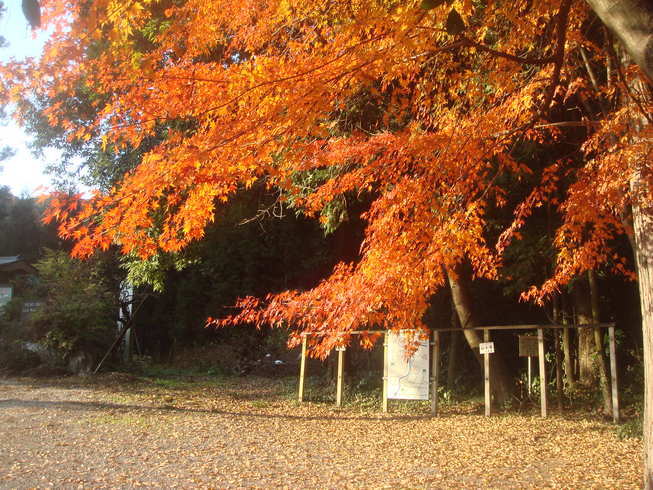 �{���Č����L