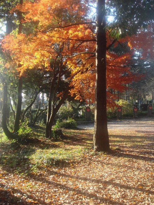 �{���Č����L