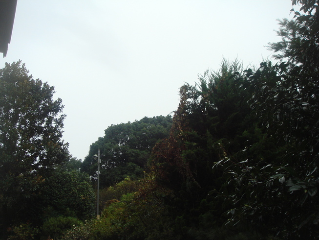 �{���Č����L