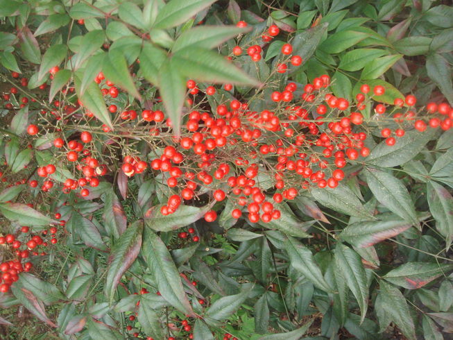 �{���Č����L