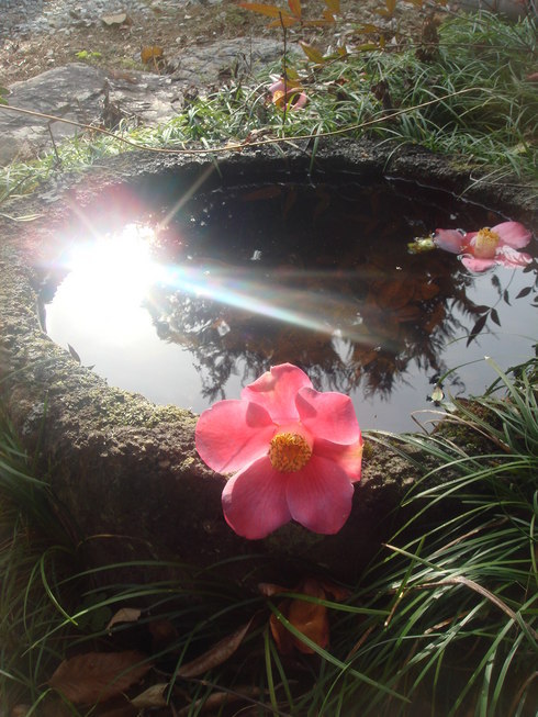 �{���Č����L