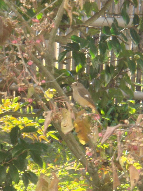 �{���Č����L