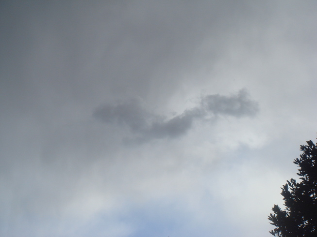 �{���Č����L