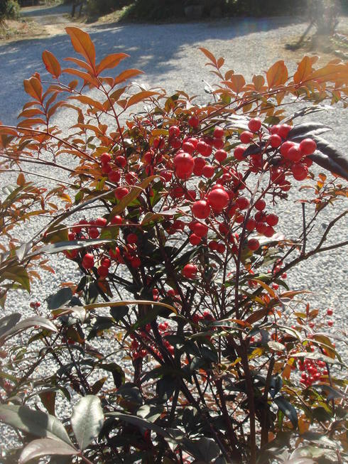 �{���Č����L