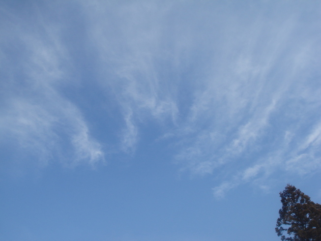 �{���Č����L