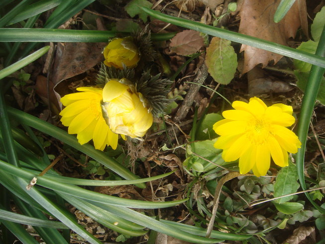 �{���Č����L