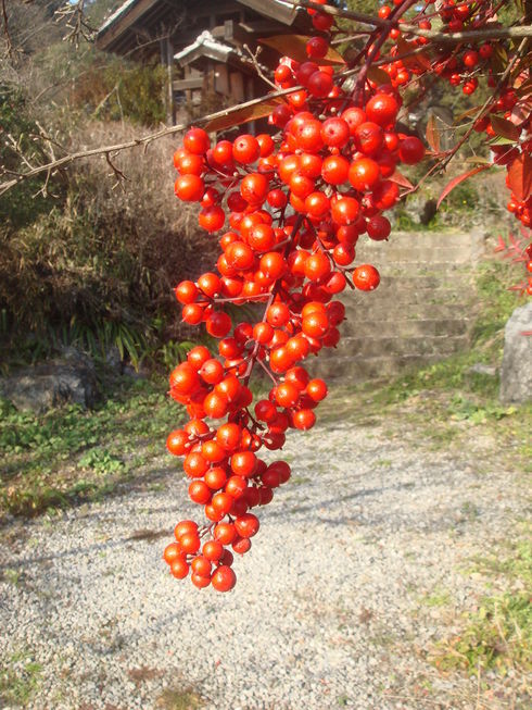 �{���Č����L