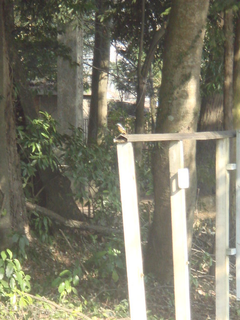 �{���Č����L