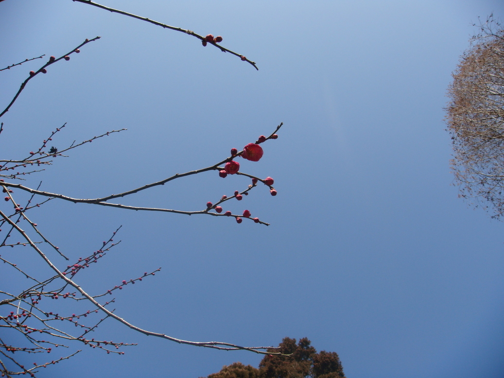 �{���Č����L