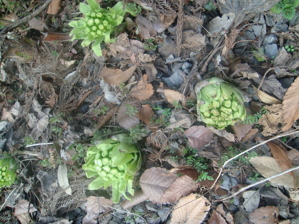 �{���Č����L