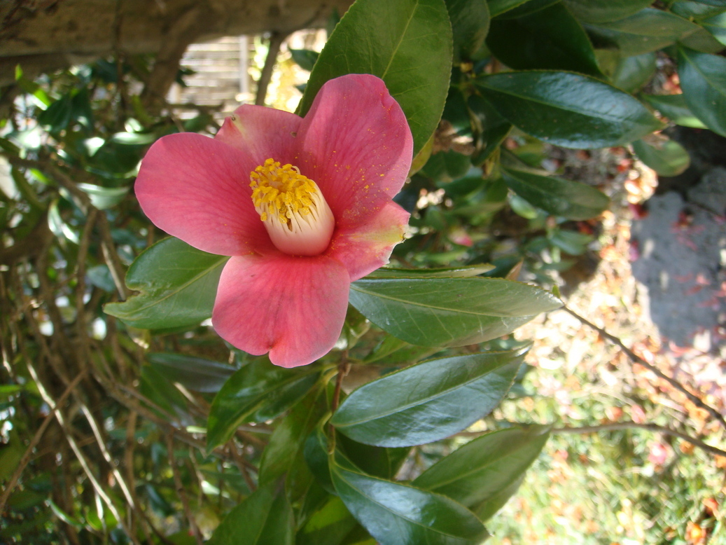 �{���Č����L