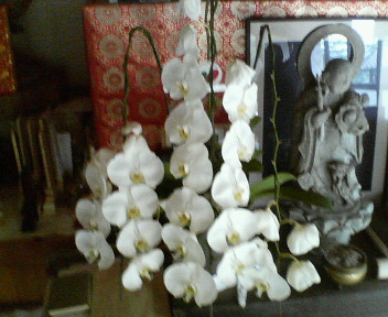 �{���Č����L