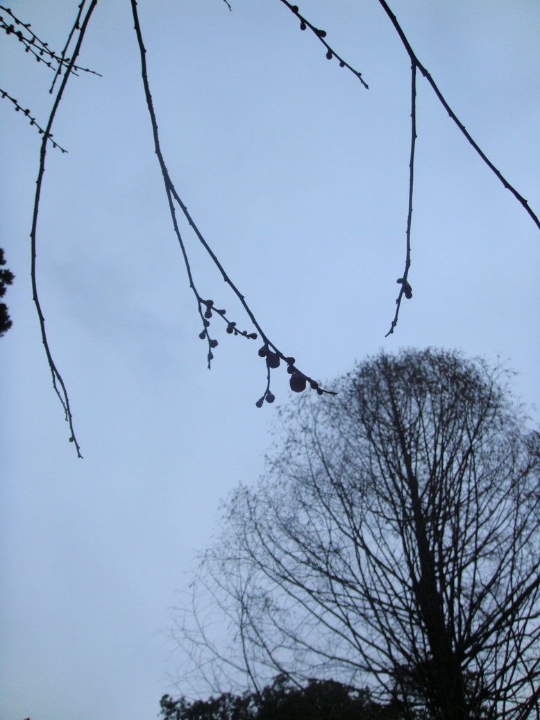 �{���Č����L