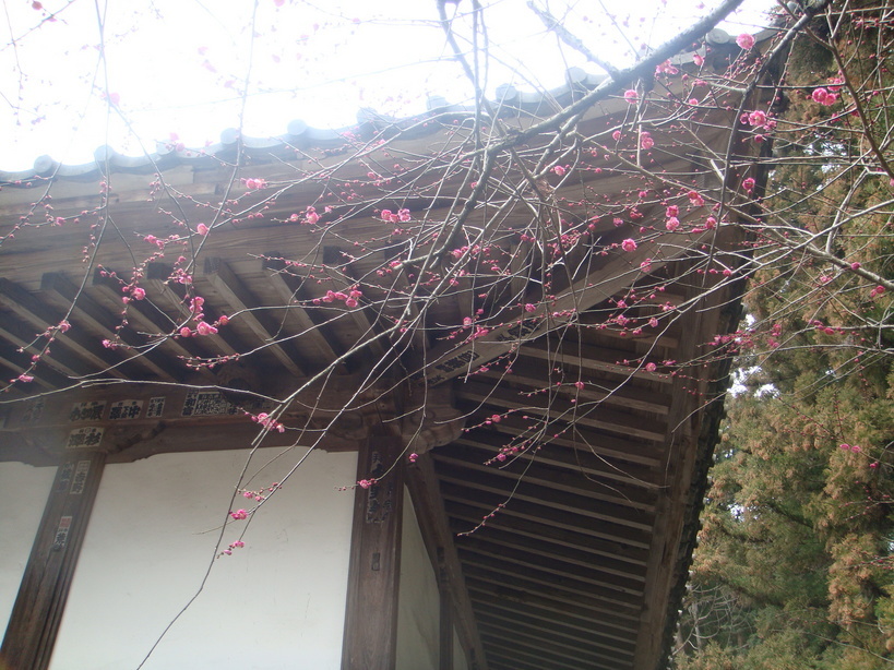 �{���Č����L