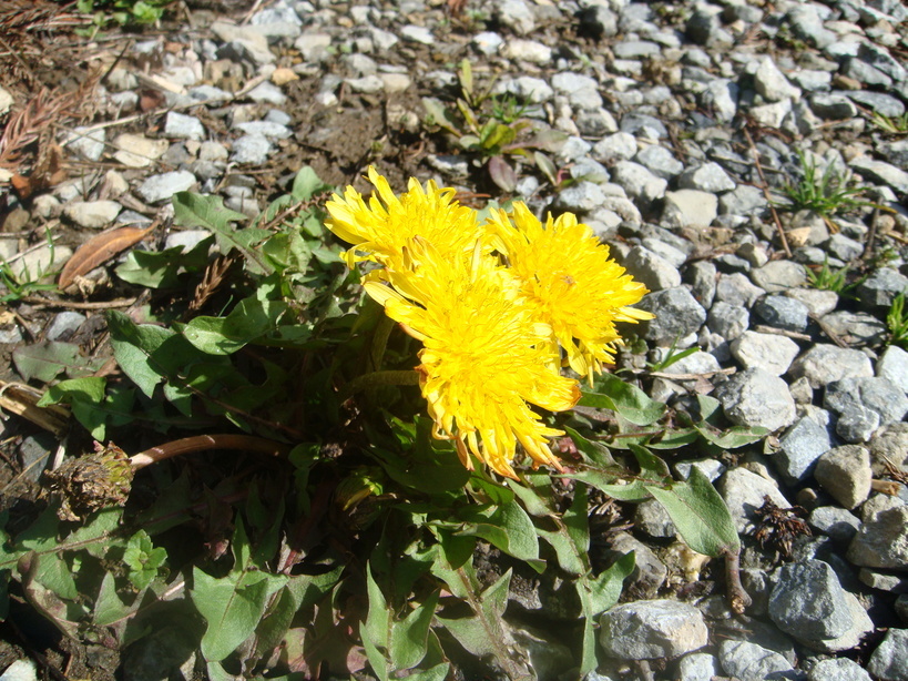 �{���Č����L