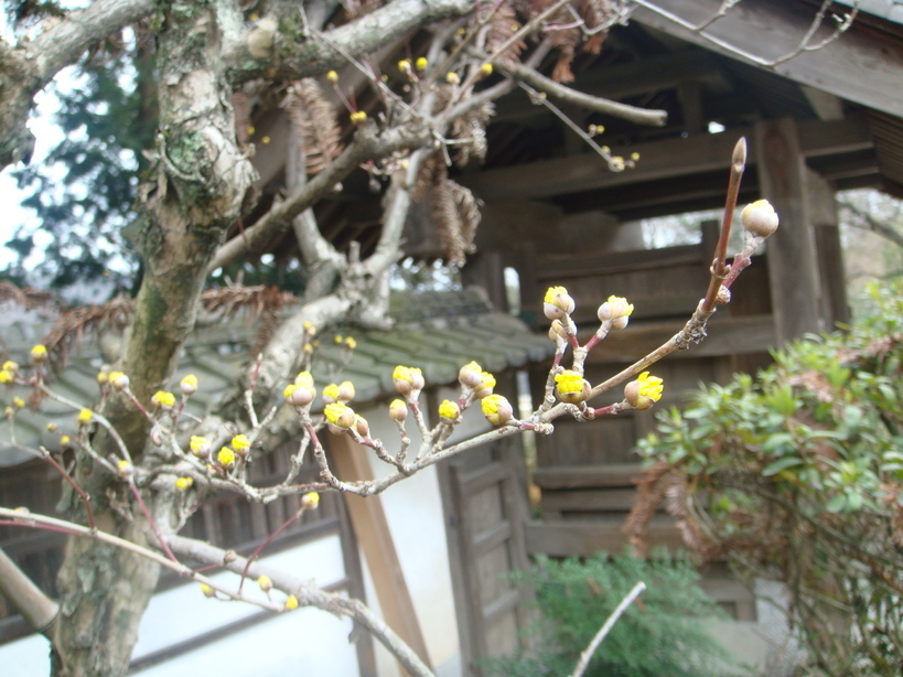 �{���Č����L