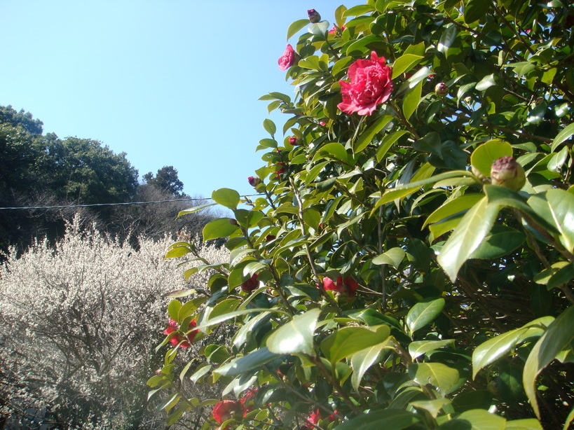 �{���Č����L