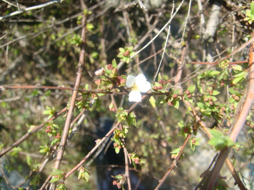 �{���Č����L