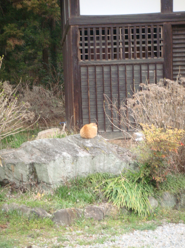 �{���Č����L