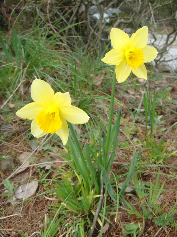 �{���Č����L