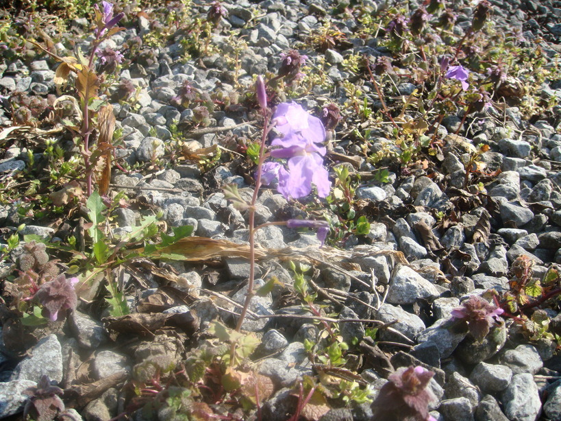 �{���Č����L