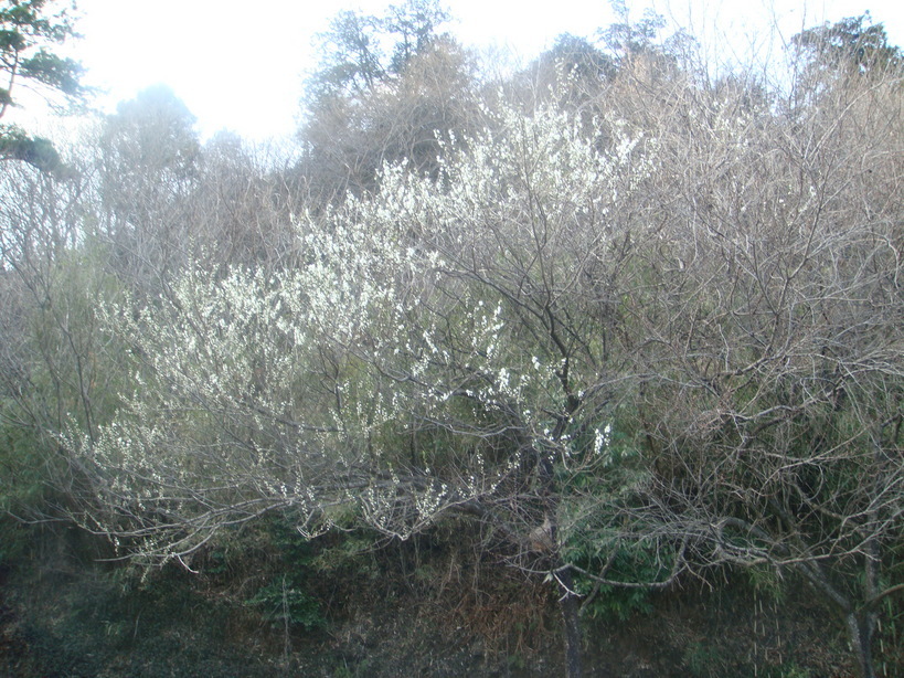 �{���Č����L