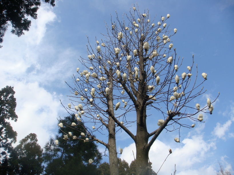 �{���Č����L