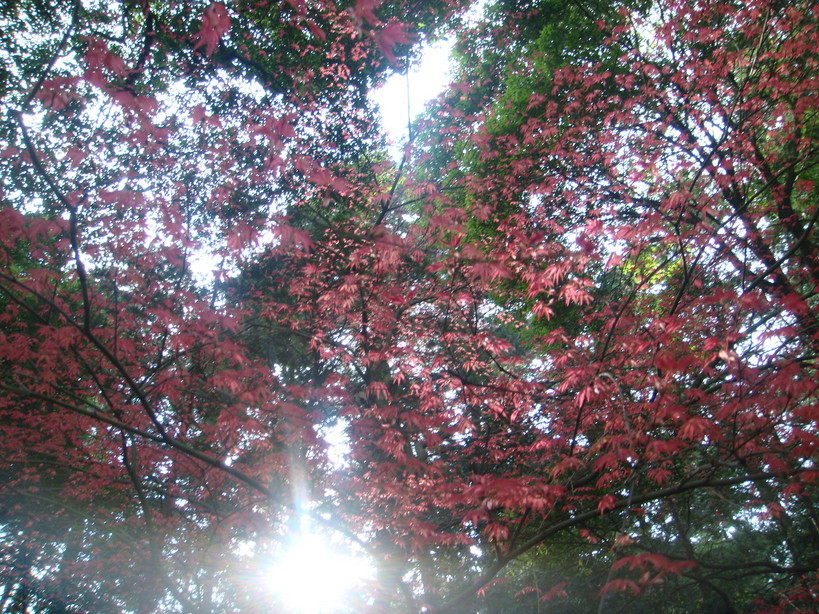 �{���Č����L