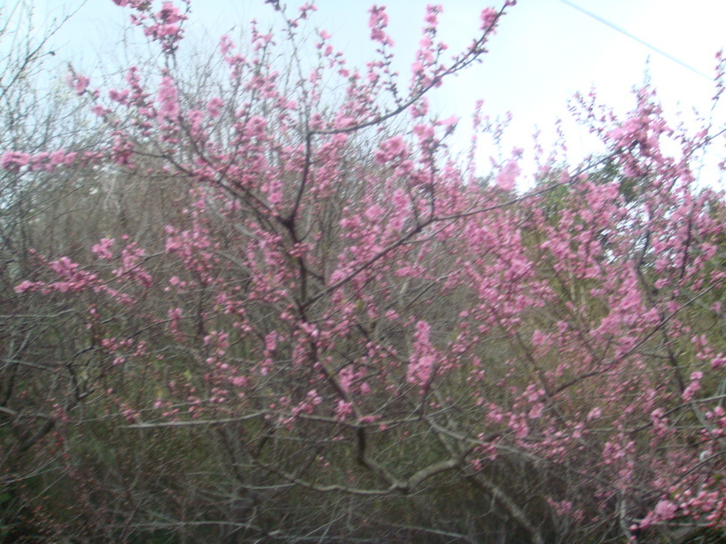 �{���Č����L