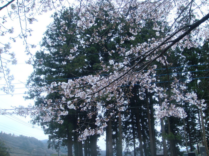 �{���Č����L