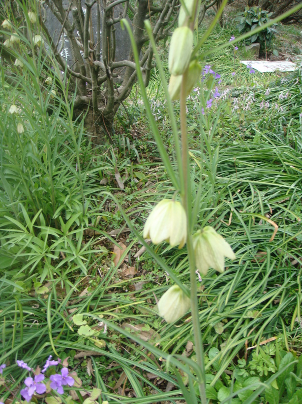 �{���Č����L