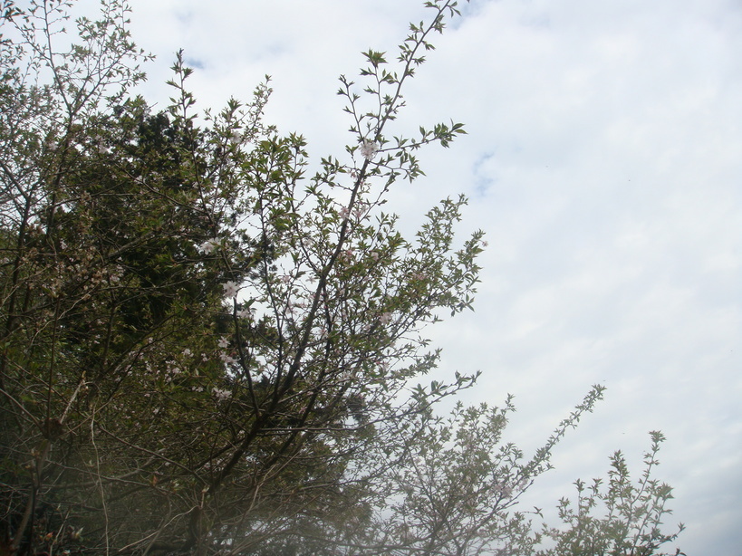 �{���Č����L