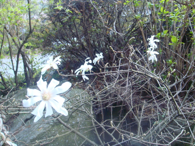 �{���Č����L