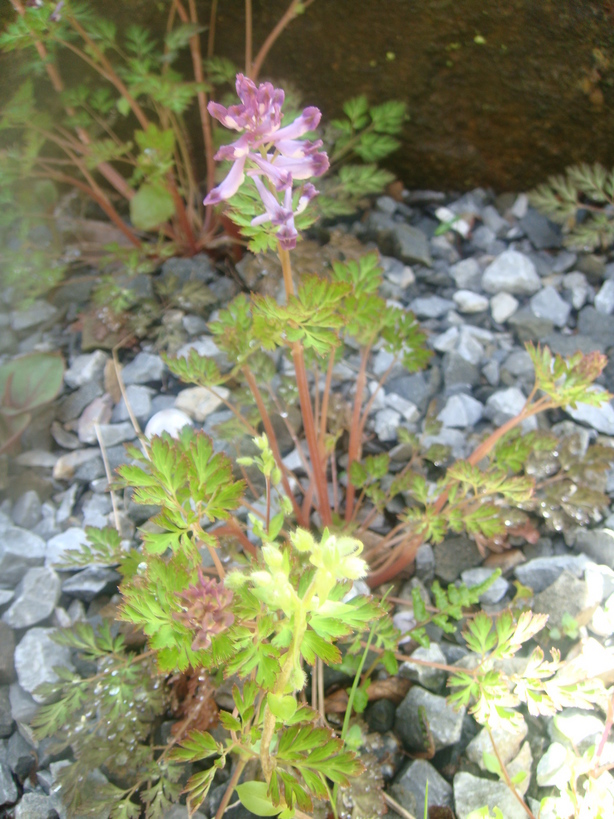 �{���Č����L