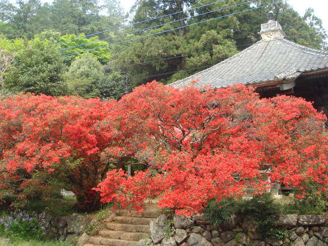 �{���Č����L