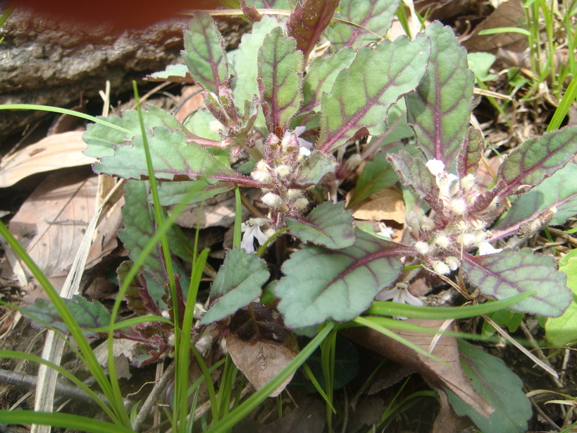 �{���Č����L