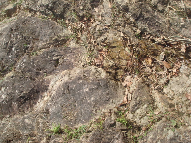 �{���Č����L